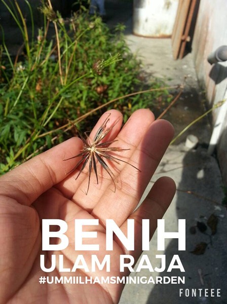 14479772_10209795626795024_5891785031266139229_n