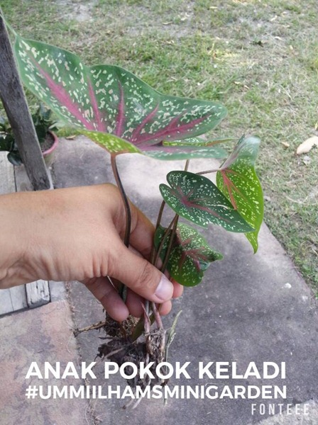 14523232_10209795626195009_8977079797256399500_n