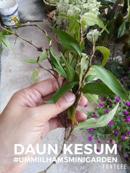 14568071_10209795627675046_7519637957469768033_n