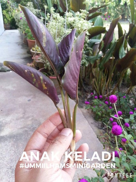 14572988_10209795625114982_236870582627163310_n