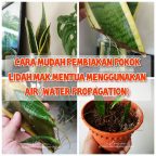 Cara Mudah Pembiakan Pokok Lidah Mak Mentua Menggunakan Air (Water Propagation)