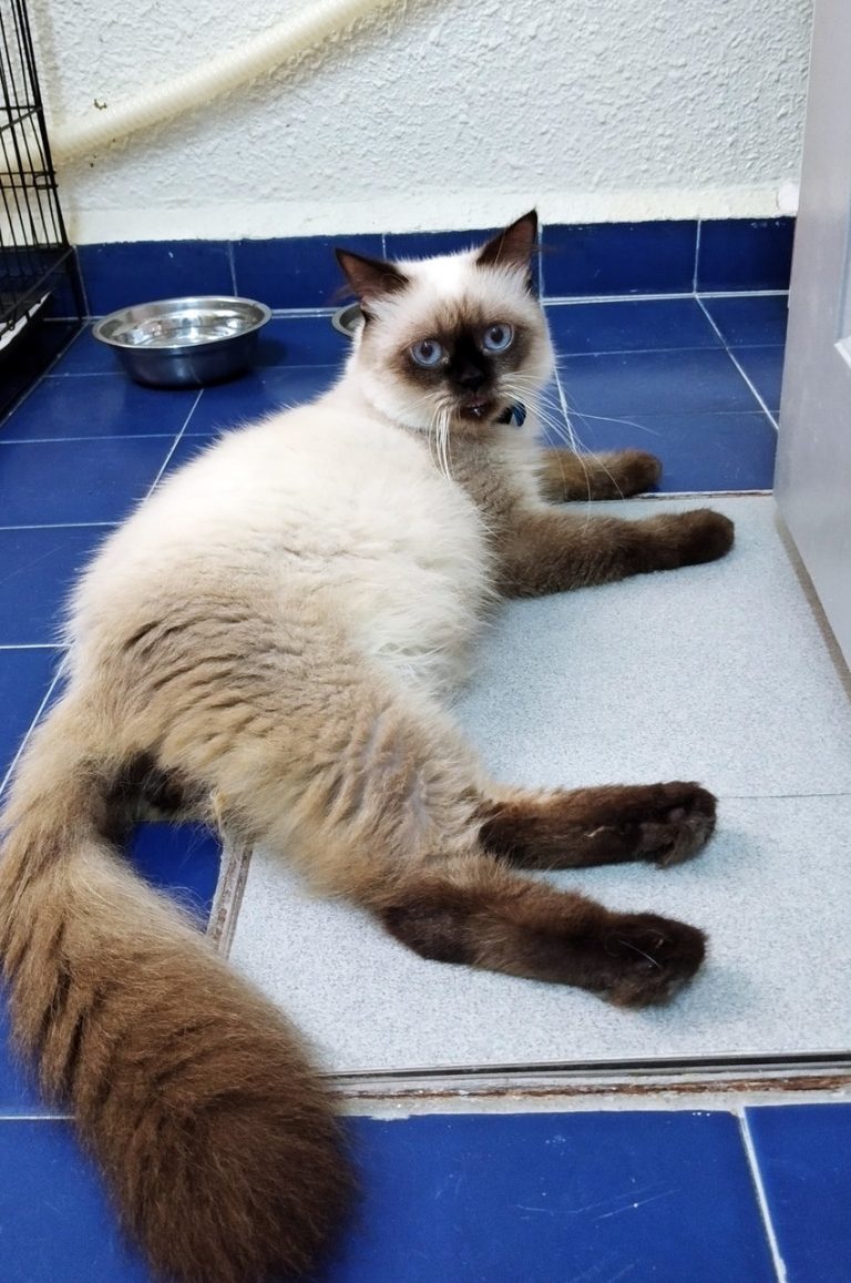 More Than Just Furry Love