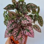 Tambah Koleksi Pokok Di Nursery Blooming Landscaping Design Taman Perling